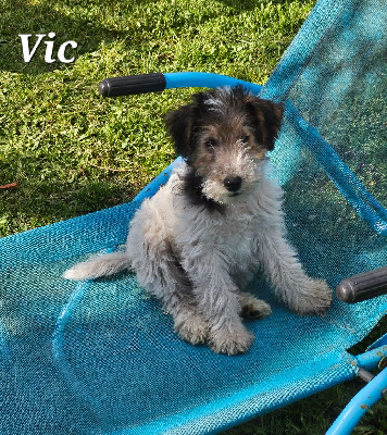 VIC